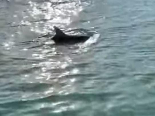 The dophins were spotted in the Grand Canal, near St Mark's Square.