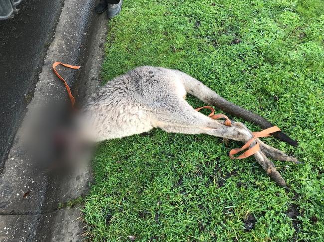 Authorities are hunting a person who allegedly decapitated and bound a kangaroo. Picture: Supplied.