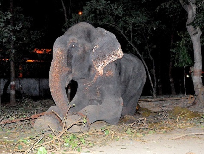 Tears of joy ... ‘We knew in our hearts he realised he was being freed’, rescuers said. Picture: Wildlife SOS India