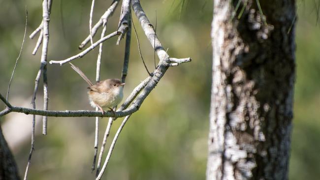 Superb fairy wren. Picture: Amanda Robbemond