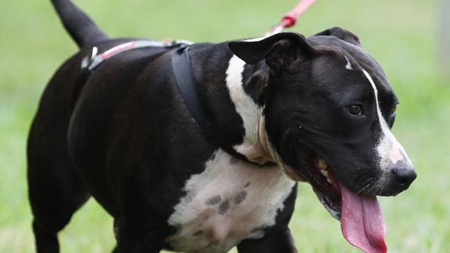 PIA offers several preventive measures to protect pets, including providing ample shade, hydration, and modifying exercise routines. Picture: Brendan Radke