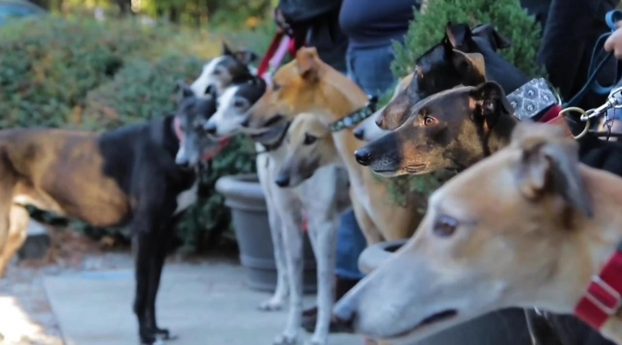 More Australians adopting greyhounds 