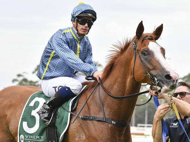 Franz Josef, a $4.20 chance in Race 4 at Rosehill on Saturday, is Ray Thomas' best bet of the day. Picture: Bradley Photos