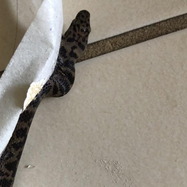 Cairns Snake Removals owner Dave Walton helped Redlynch Valley resident Tracey Kingston-Bull relocate two snakes within a 12 hour period. This baby spotted python was unharmed and moved back in to the wild.