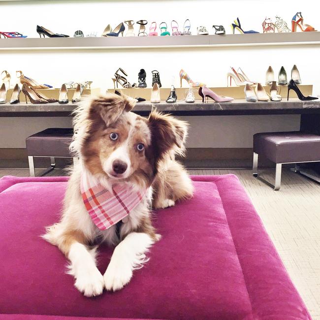 Lola the Mini Aussie ... Picture: Instagram