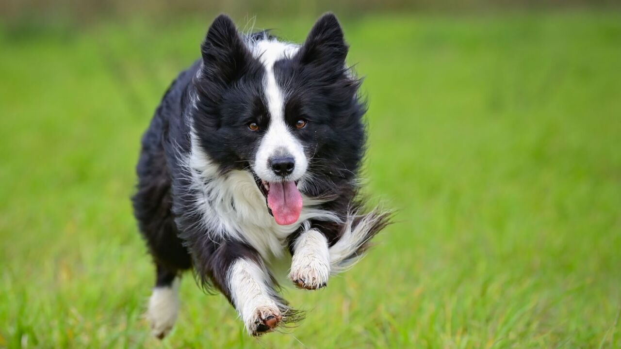 Expert dog trainer weighs in on working dogs in farms amid labour shortages