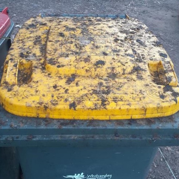 Flying-fox excrement underneath a roost in Collinsville. Photo: Contributed