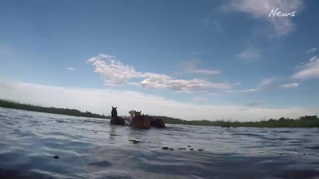 Australian Outback Spectacular's daring rescue of 23 horses from floodwater