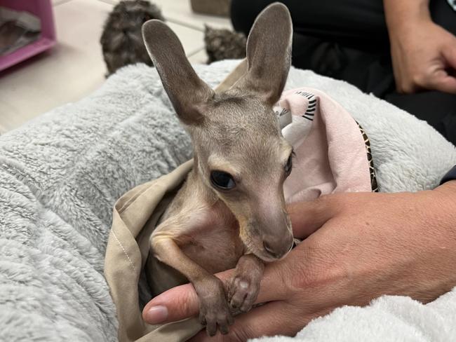 Yeppoon Veterinary Surgery wildlife carer Leisa Skinner with an Eastern Grey Kangaroo named Rory.