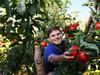 Cherry ripe for growth – but this is what’s holding Tassie fruit back