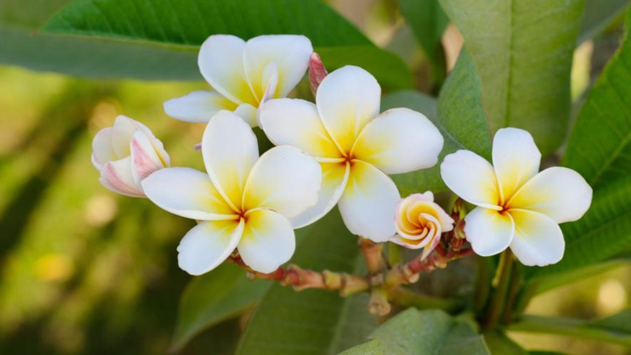 Fragrant frangipani.