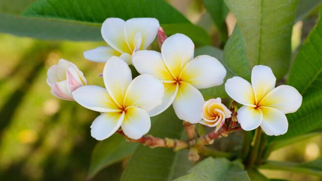 Fragrant frangipani.