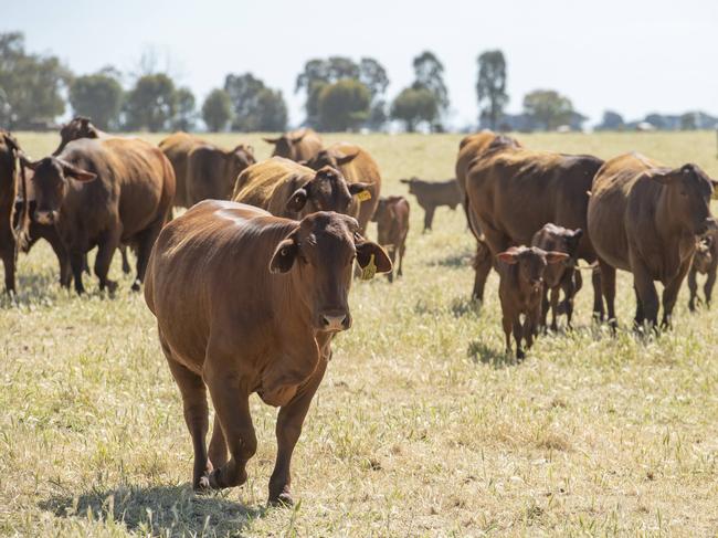 CROP: Jacinta Taylor and son James at TandaraJacinta Taylor and son James at Tandara.PICTURED: Cropping and cattle farmers Jacinta Taylor and son James at Tandara. Santa Gertrudis cattle. Picture: Zoe Phillips