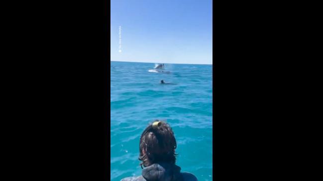 Humpback whales get close in WA