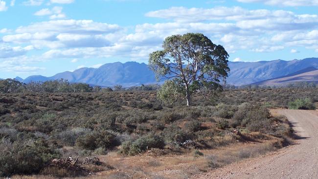 A gum tree beside a dirt road in the Flinders Ranges, just out of Hawker. Picture: Jill Pengelley