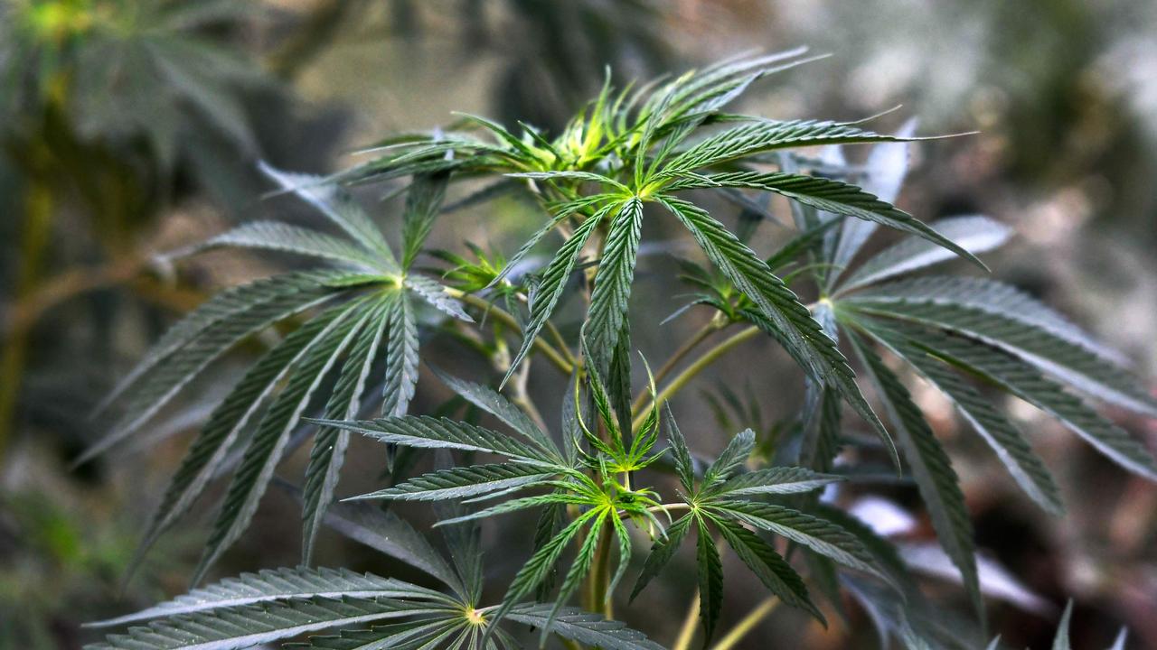 A marijuana plant growing in a field. Generic photo. (Photo by PRAKASH MATHEMA / AFP).