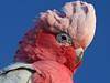 Flight fatalities at a high - for birds