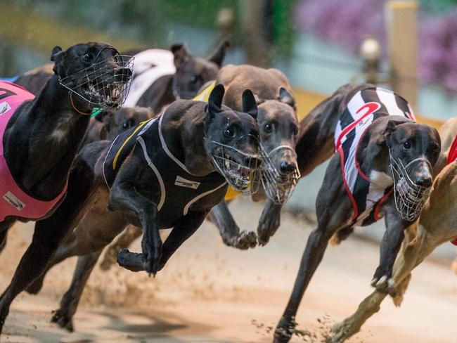 The fields for the Ladbrokes Rising Challenger Series are so tight at the Grafton Greyhound Racing Club tonight it is giving punters an early indication of the excitement ahead of July Carnival time.