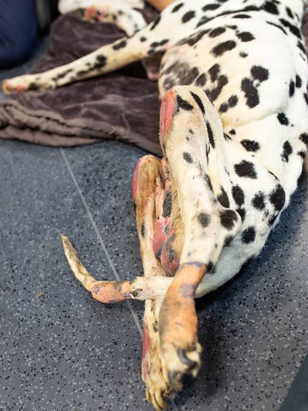 Photos of Barry the dalmatian's legs published by the RSPCA following the rescue from Storybook Farm-Sacred Animal Garden. Picture: RSPCA.