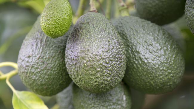 The trees deliver great yields and fruit can remain on the trees for a long period.