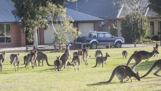 Melbourne’s outer north is experiencing a surge in the number of kangaroos. They are causing problems for motorists and train drivers. Picture: Rob Leeson