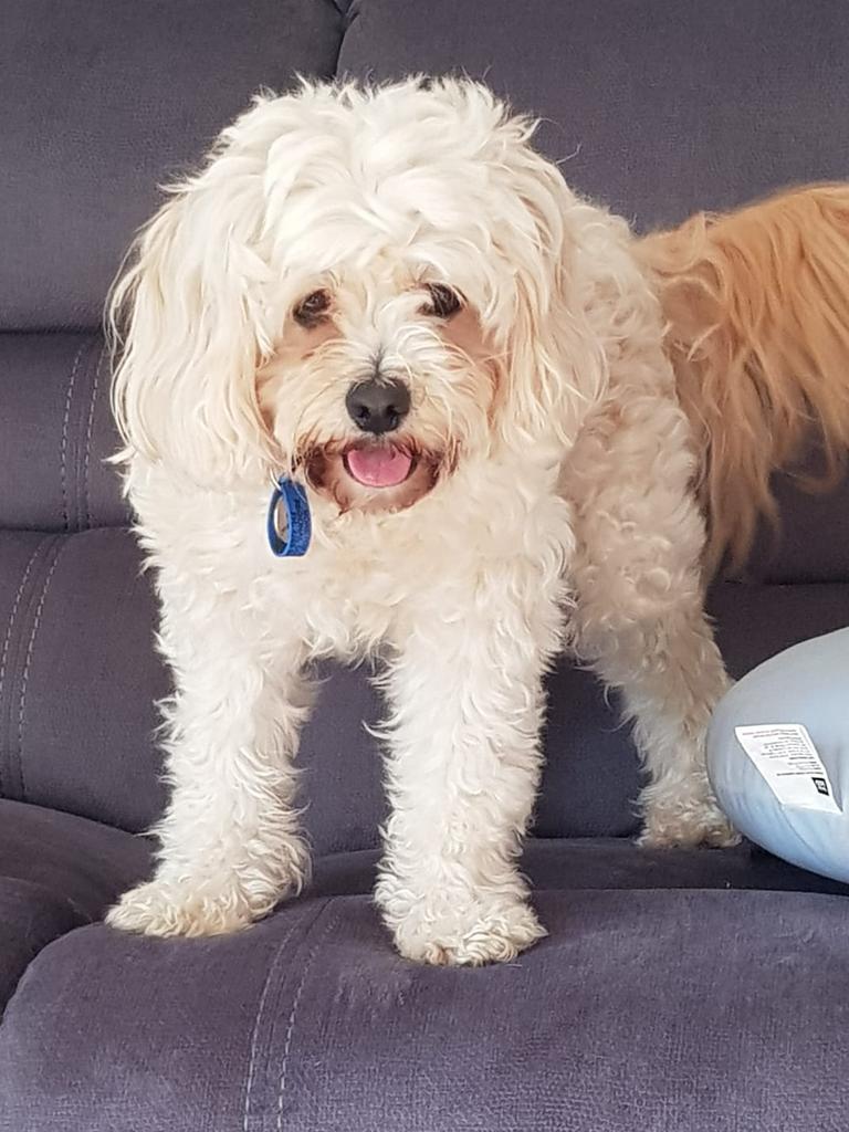 Amanda Carfoot's cavoodle Daisy.