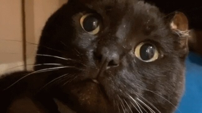 Woman adopted a black cat. And people keep talking about his looks.