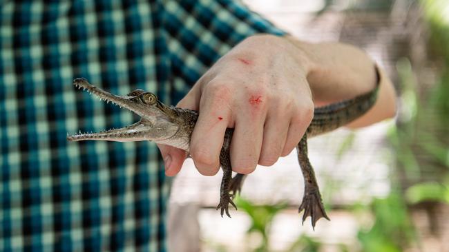 Brutus is used to being picked up, but does nibble his handlers on occasion. Picture: Pema Tamang Pakhrin