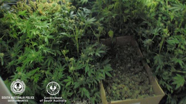 Police seized cannabis and weapons from a Port Lincoln home. Picture: SA Police