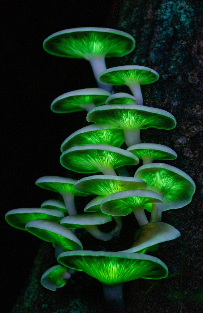 Fleeting Fungi: Ghost mushrooms make a transient appearance on decaying tree stumps in the coastal forests of Gerroa, NSW. Picture: Ashley Sykes/TNC Photo Contest 2023