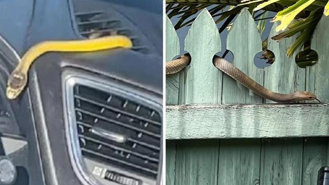 The spate of snake bites across Queensland continues with victims rushed to hospital following two separate incidents within 90 minutes on Friday.