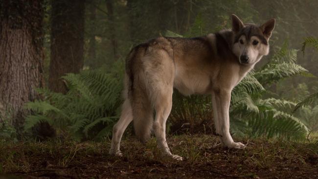 Nymeria the Direwolf will be reunited with Arya this season.