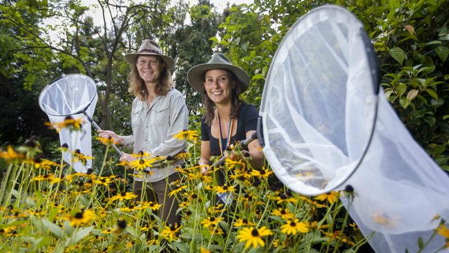 Dr Carmen de Silva and Dr Julian Beam showcase their research into native bees. Picture: Wayne Taylor