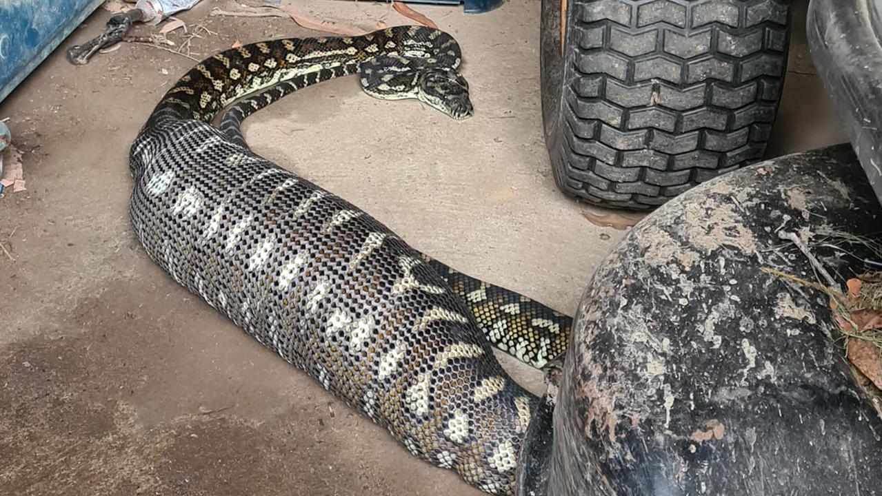 Sunshine Coast’s wild snake seasons continues as python has big feed ...