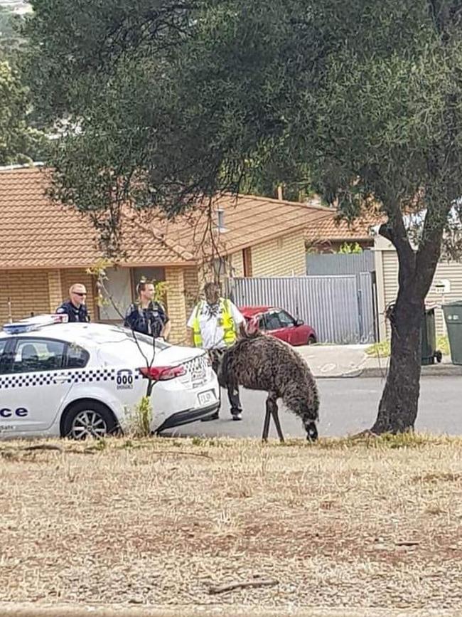 Emily the Emu from The Stables Christian centre is regularly roaming the streets of Huntfield Heights. Picture: Facebook