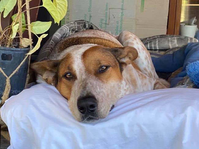 Kobi the 4-year-old cattle dog cross, was one of four beloved pets from the same street who suddenly died from suspected 1080 baits in the Whitsundays. Picture: Kay Foster