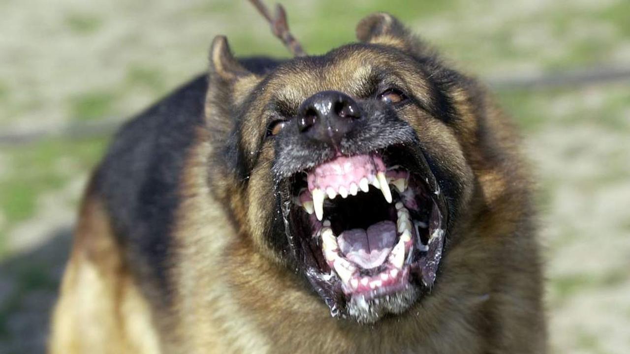 People are more likely to be attacked by a dog than a crocodile or a shark. Picture: Supplied