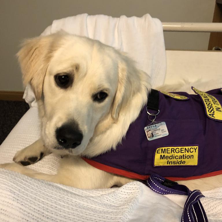 Life saver. Sindi my golden retriever. Keeping me calm in hospital after alerting me to an episode. Picture: Sarah Nix