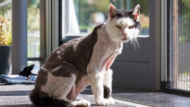 A spate of cat shavings has been reported in Virginia, US.