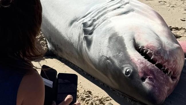 Not long after the rescue, another shark – roughly the same size – was found dead on the sand just north of the outlet. Picture: Benjamin Neville @offpiste4wdtours