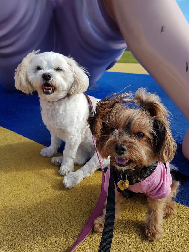 Mia and Stella: Mia, a shitzu x poodle, is a true-blue local, while her mate the Yorkshire terrier moved over from Canada
