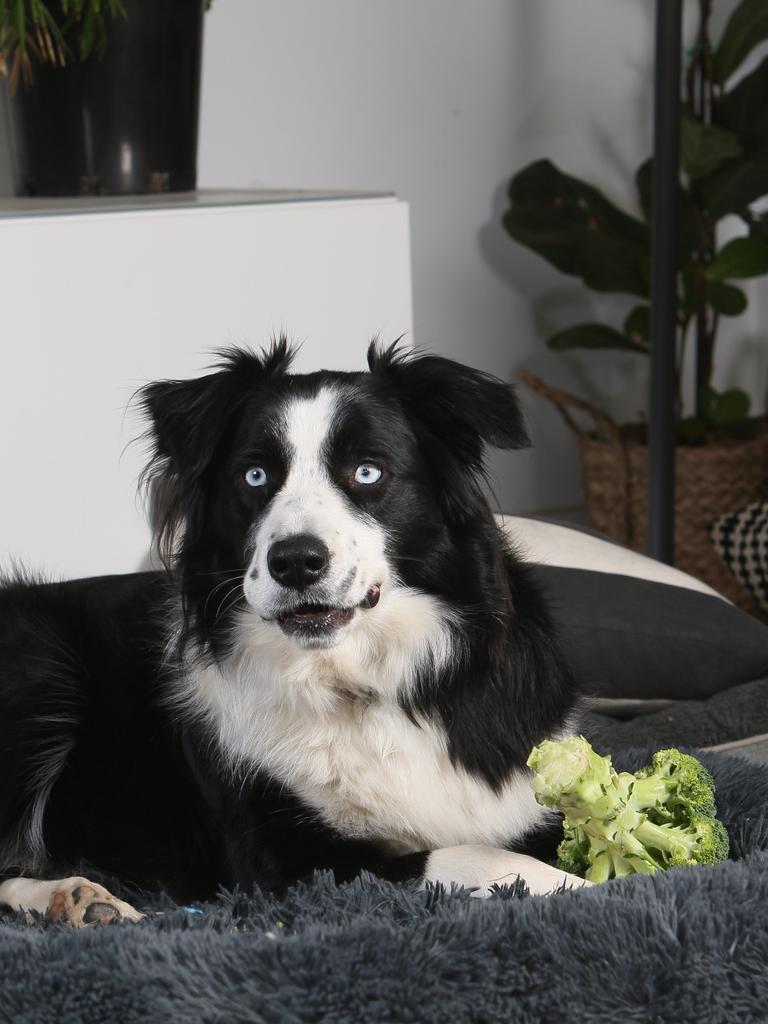 Border Collie, Murphy enjoys his food. Picture Emma Brasier