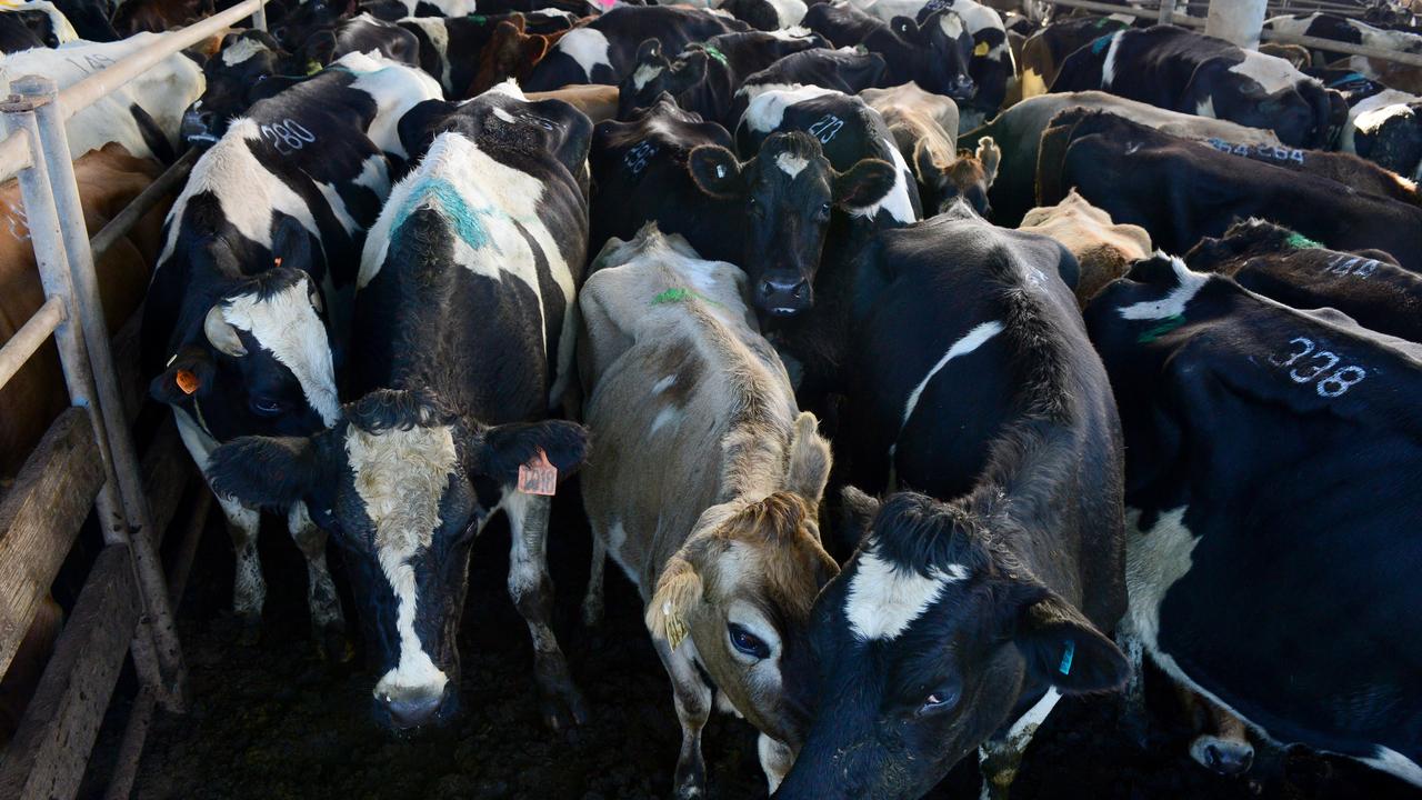 Cow prices fall 60c/kg in a month, as big numbers continue to be ...