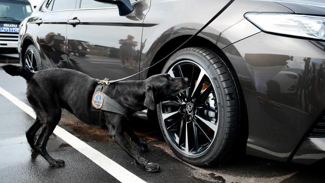 Police dog April during a search exercise  with her handler, Senior Constable First Class Luke Lamb. Picture: Justin Kennedy