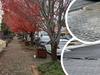 Urgent $200k patch-up for Hahndorf’s main street