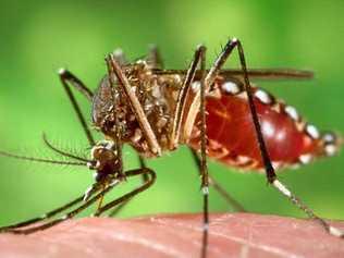 Possible dengue case in the Whitsunday. Picture: Contributed