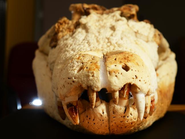 2014: The crocodile that killed William Scott sits in the court room at the start of the inquest into his death. Picture: Ivan Rachman