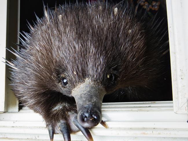 HOLD SEE COURIER MAIL PIC DESK! 8 month old Echidna 'Novak' is continuing to return to wildlife carer Donna Brennan's house despite being soft released back into the wild, he has worked out how to open her back door with his beak and let himself in whenever he pleases. Photo Lachie Millard