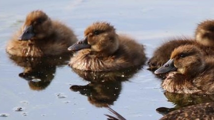 Two ducklings were allegedly found in a man’s underwear in Frankston. File photo.