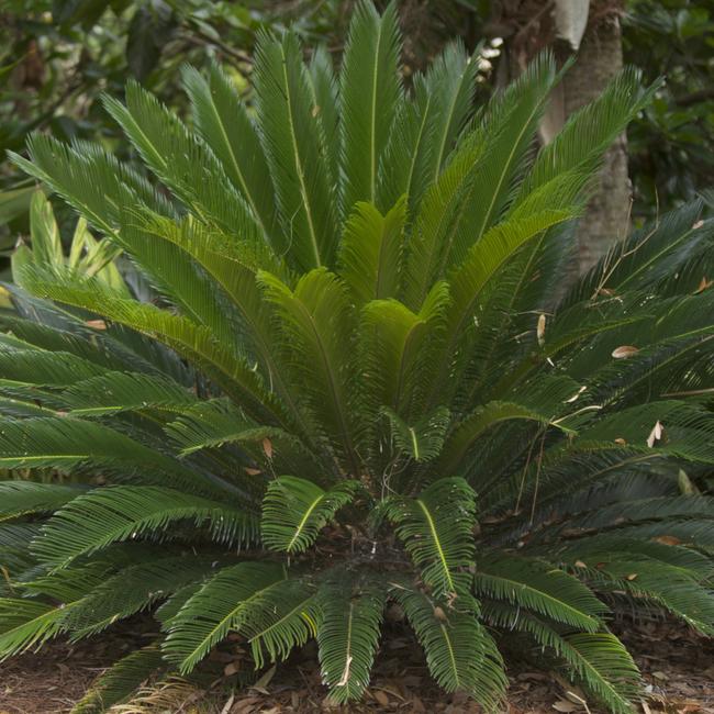 The Quirk’s believe a Sago Palm poisoned both their dogs. Picture: Contributed.